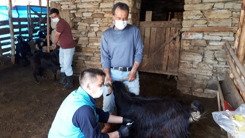 Hisarcık’ta koyun ve keçilere veba aşısı
