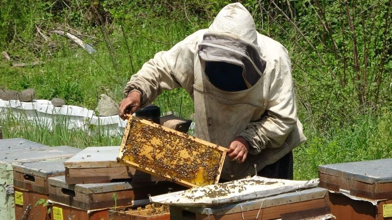 Doğuya giden arıcılar kuraklıktan olumsuz etkilendi

