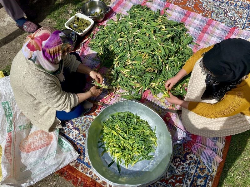 Şifa deposu çiriş otu için kilometrelerce yol gidiyorlar
