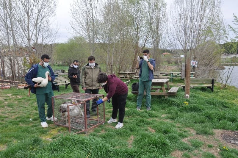 Tedavisi tamamlanan pelikan ve leylek doğaya bırakıldı
