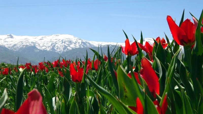 Muş Ovası lalelerle kırmızıya büründü
