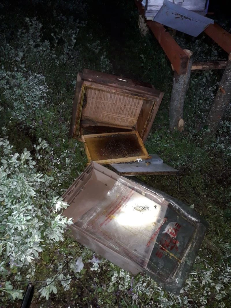 Ayılar, arı kovanlarını parçaladı
