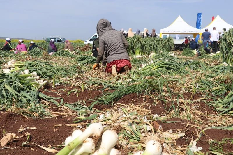 Şifa deposu Araban sarımsağının hasadı başladı

