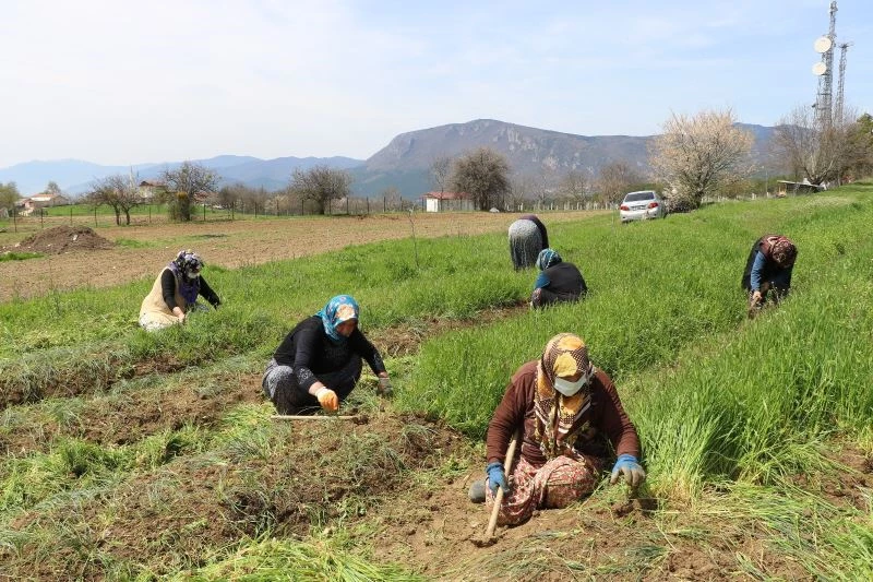 Safran ekiminin meşakkatli yolculuğu başladı
