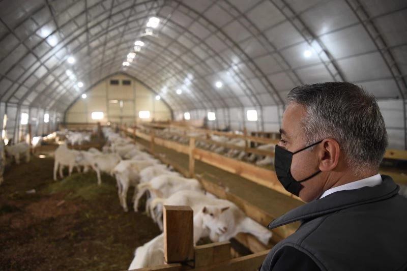 Şahin; Hisarcık’ta Saanen Keçisi Üreten İşletmeyi Ziyaret Etti
