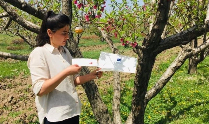 Meyve bahçelerinde zararlılara karşı tuzaklı mücadele
