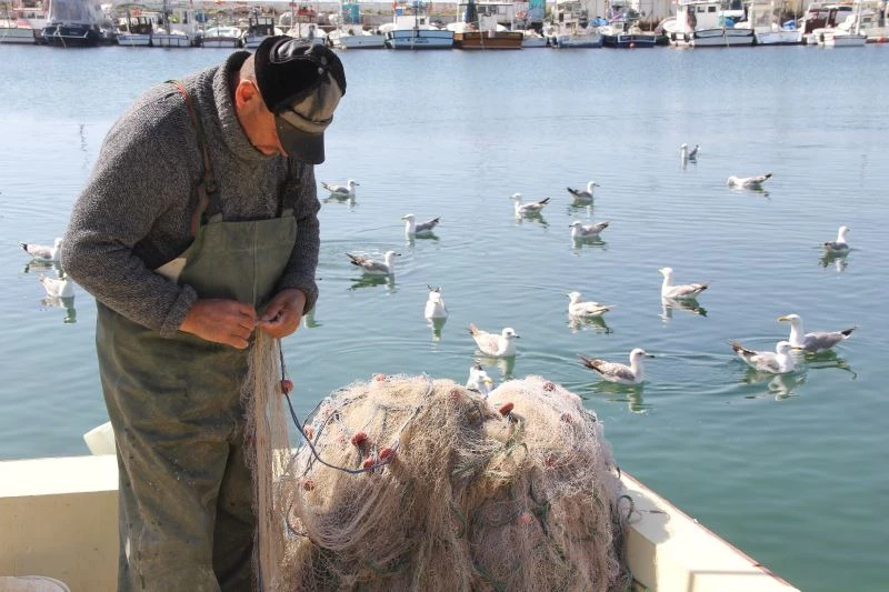 Küçük balıkçıların başı yunuslarla dertte
