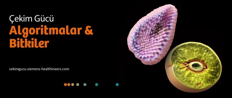 Algoritmalar ve Bitkiler sergisi çevrimiçi olarak erişime açıldı
