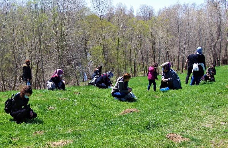 Sivas’ta madımak sezonu açıldı
