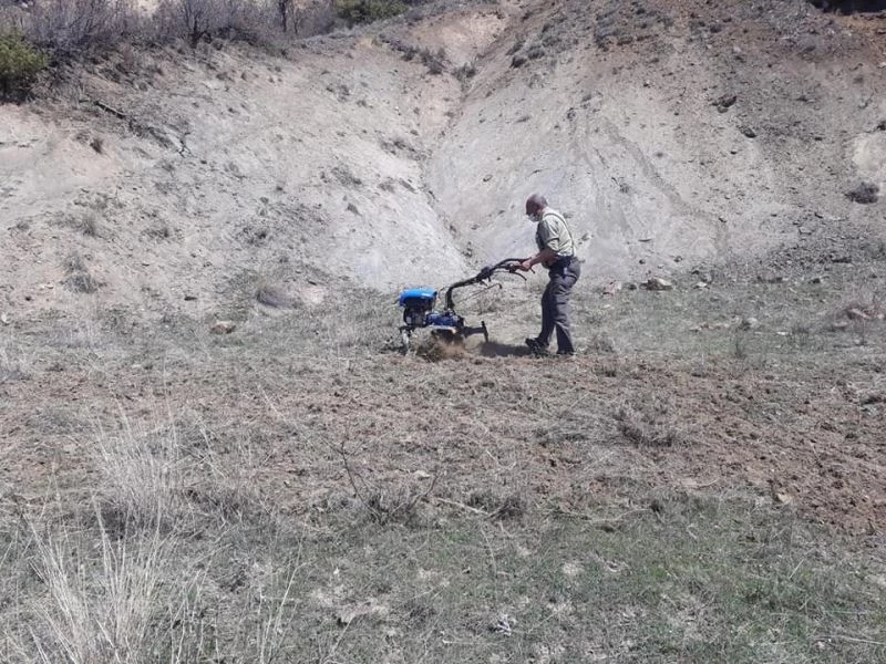 Yaban hayvanları için yem bitkisi ektiler
