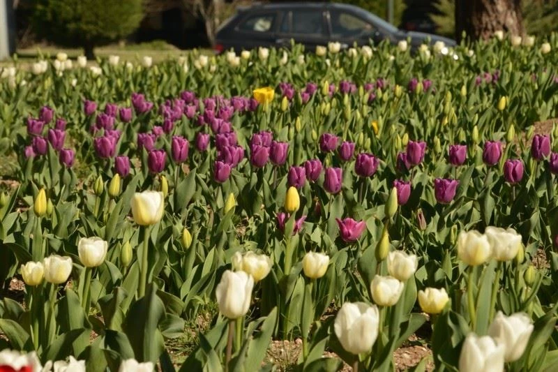 Gediz Adnan Menderes Yaşam Parkı lalelerle bir başka güzel
