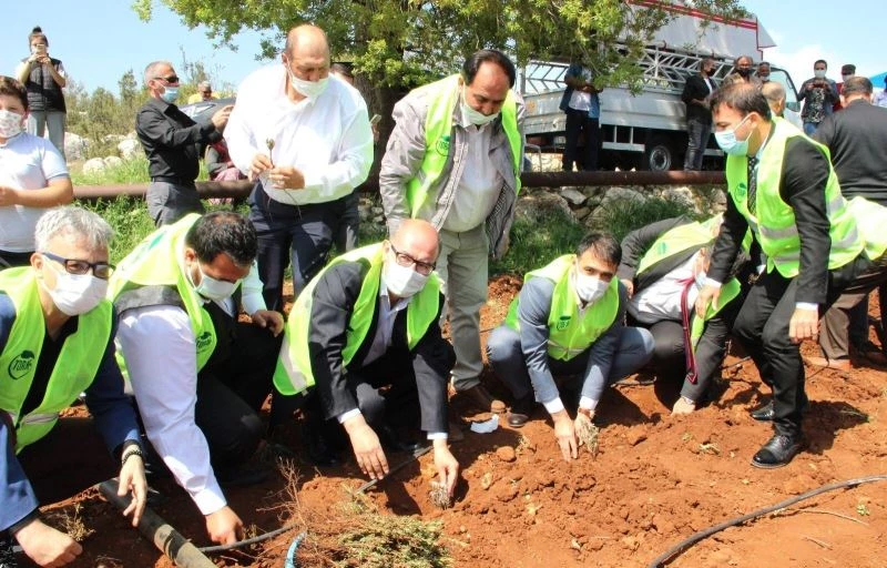 Silifke’de lavantalar toprakla buluştu
