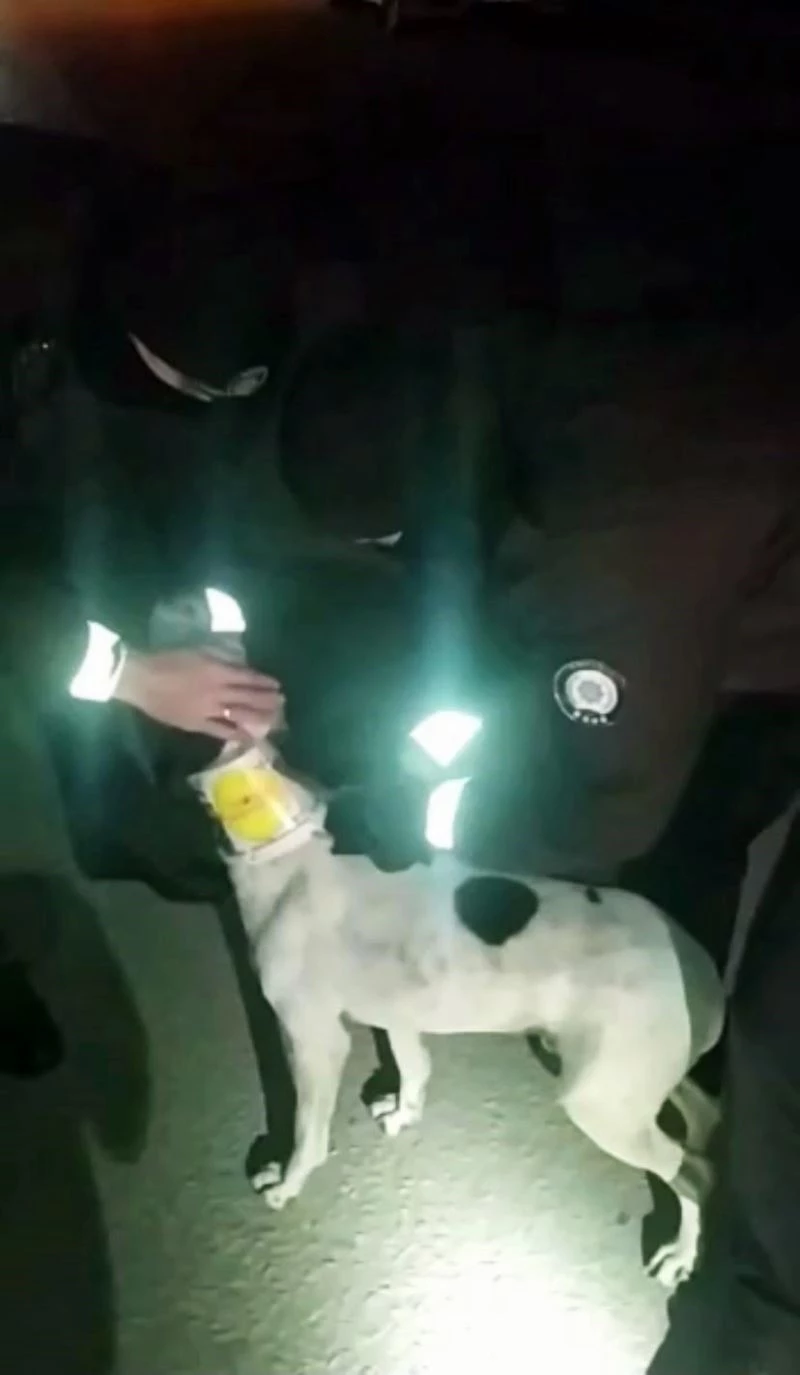 Boynuna kelepçe ile teneke bağlanan köpeğin yardımına bekçiler koştu
