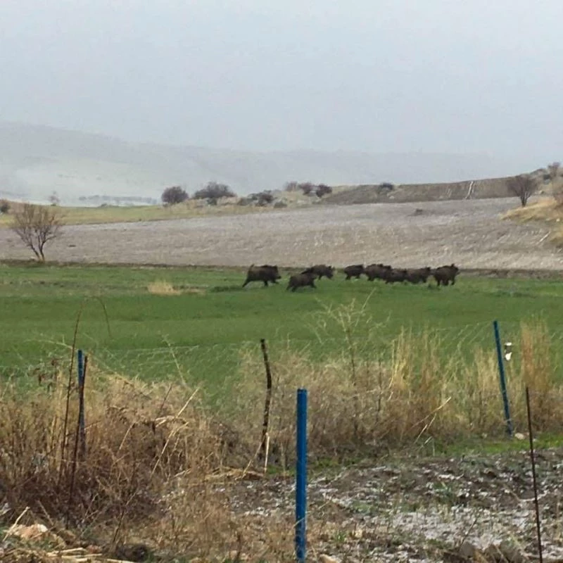 Domuz sürüleri ovaya indi, bölge halkı korkuyla yaşıyor
