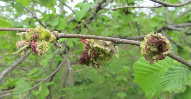 Üreticiye fındık kozalak akarıyla mücadele uyarısı
