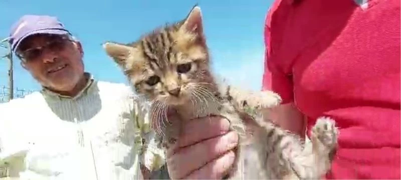 Otomobilden kurtardıkları yavru kediyi sahiplendiler
