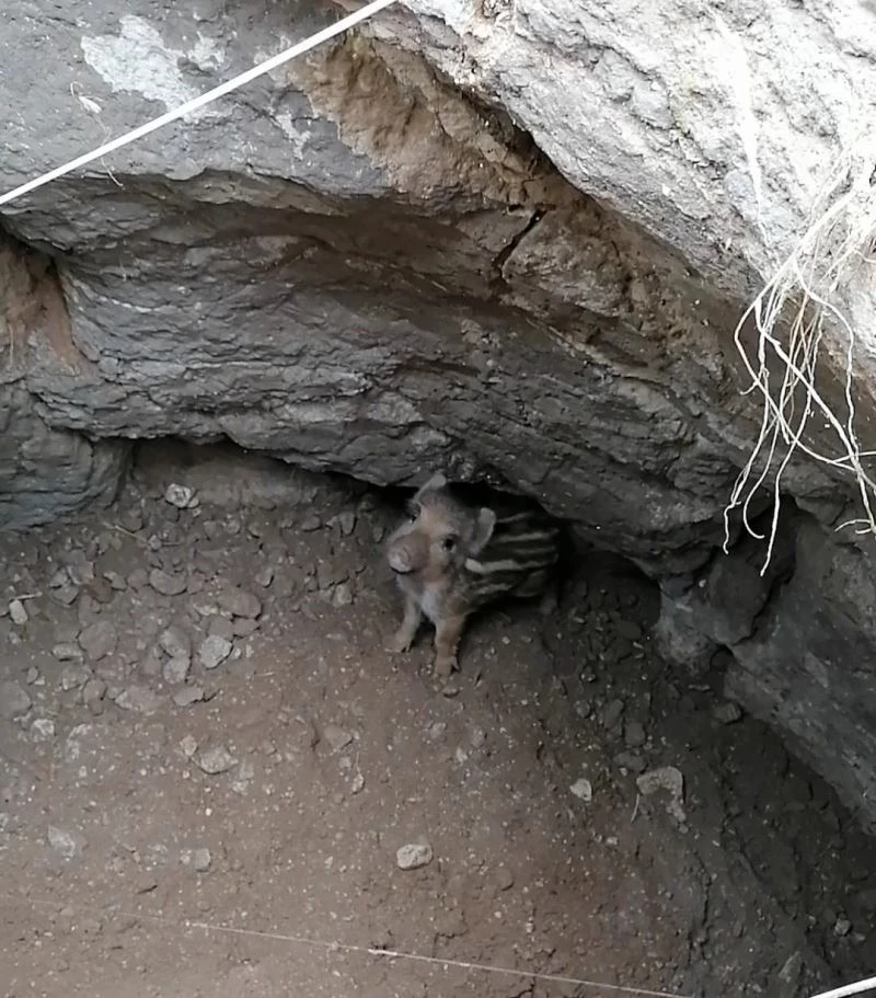 Tahıl kuyusunda mahsur kalan yaban domuzu kurtarıldı

