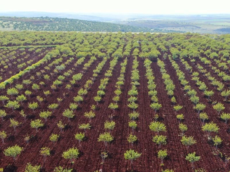 (Özel) Fıstıkta korkulan olmadı
