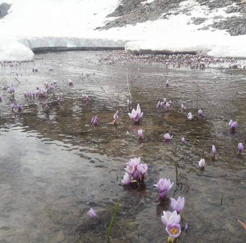 Kahramanmaraş’ta kardelen şöleni