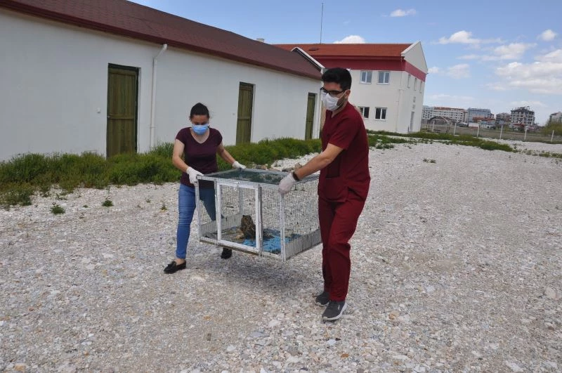 Tedavisi tamamlanan tavşan, kerkenez ve baykuş doğaya salındı
