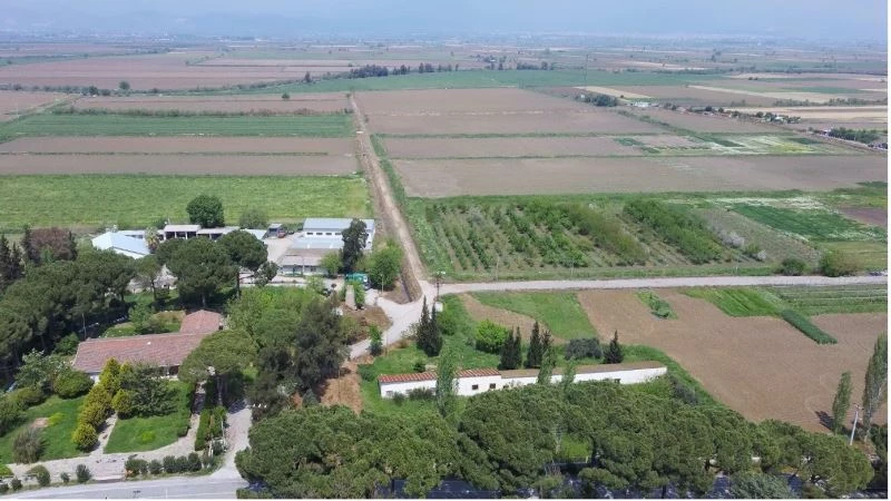 ADÜ Ziraat Fakültesi’nden ‘Yamalak Sarısı’  coğrafi işaretine katkı
