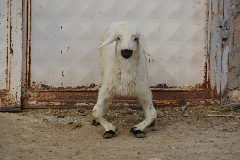 Annesi doğum sırasında ölen engelli kuzuya anne şefkati
