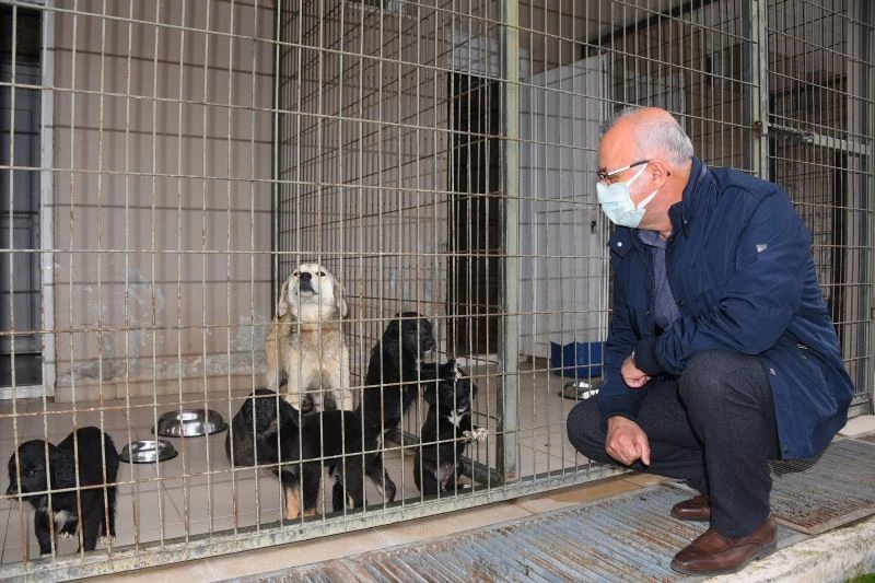 Başkan Kayda, barınaktaki hayvanlarla ilgilendi
