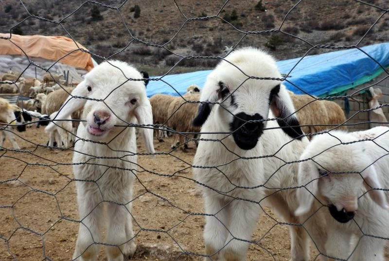 Süt kuzuları günde 2 defa anneleriyle buluşturuluyor
