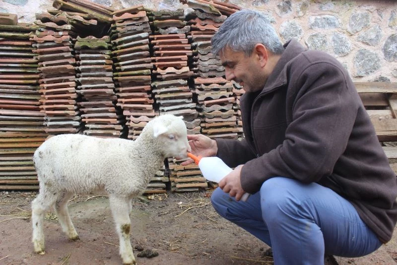 (Özel) İmamla kuzunun sevimli dostluğu
