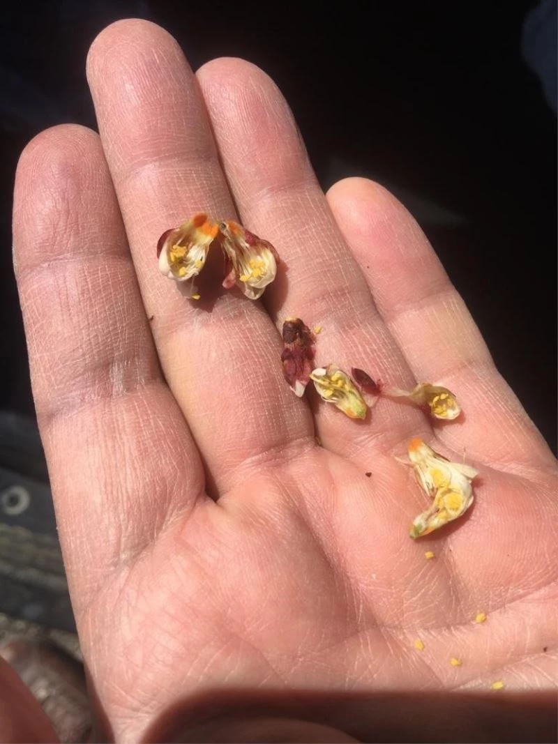 Akçadağ’da kayısıdaki zirai don hasara yol açtı
