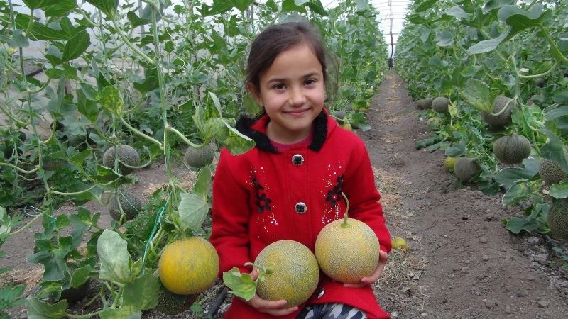 Domatese alternatif örtü altı kavun
