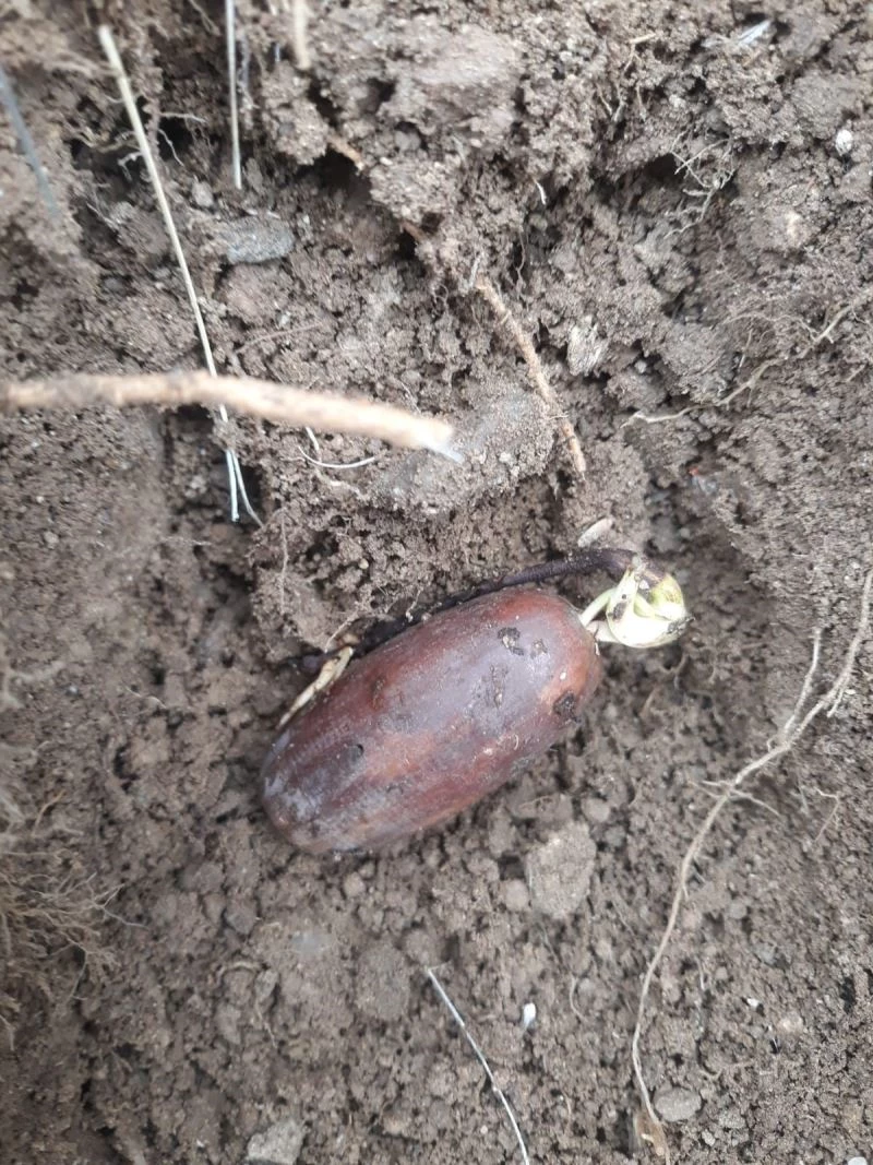 Polis memurundan 3 bin 599 fidan
