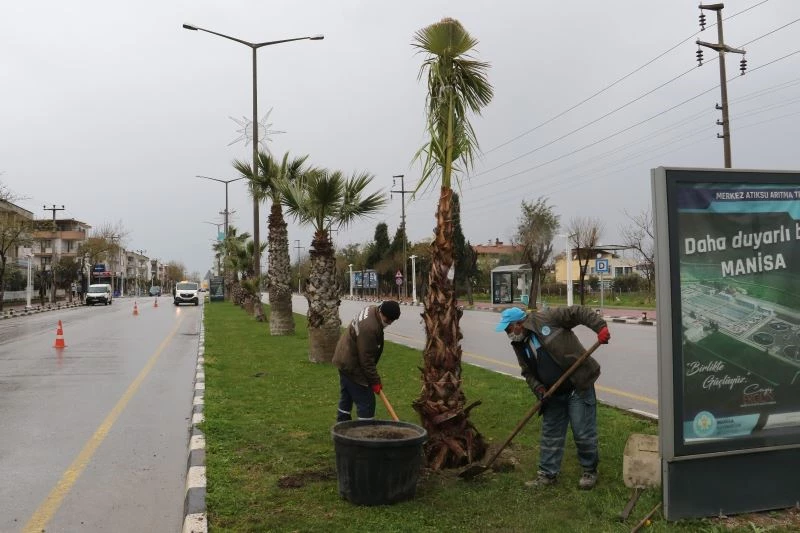 Devrilen ağaçların yerine yeni ağaçlar dikiliyor
