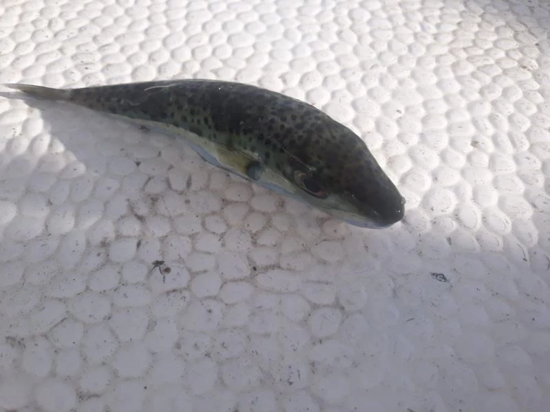 Balıkçıların kabusu balon balığı Marmara denizinde yakalandı
