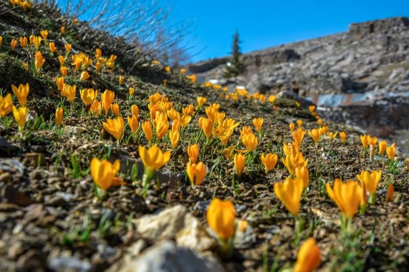 Yaylaya göçün habercisi sarı çiğdemler açtı
