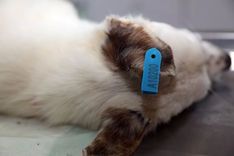 Mudanya Belediyesi’nden HEPAD’a kısırlaştırma desteği
