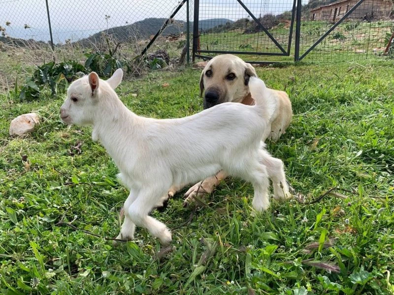 (Özel) Çoban köpeğinden ders gibi vefa örneği
