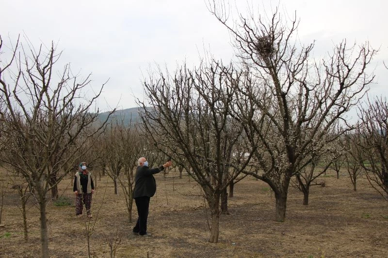 Ağaçları budadılar, kuş yuvası olan dallara el sürmediler
