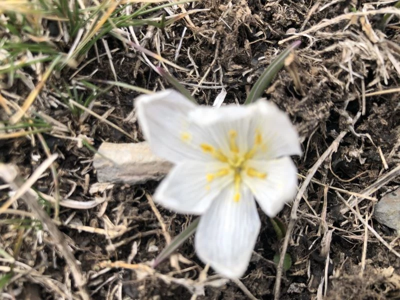 Kars’ta baharın müjdecisi kardelenler çiçek açtı

