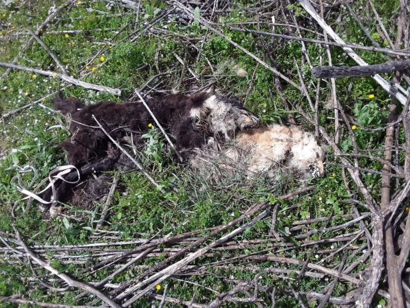 Kokuya giden çoban, vahşeti ortaya çıkardı
