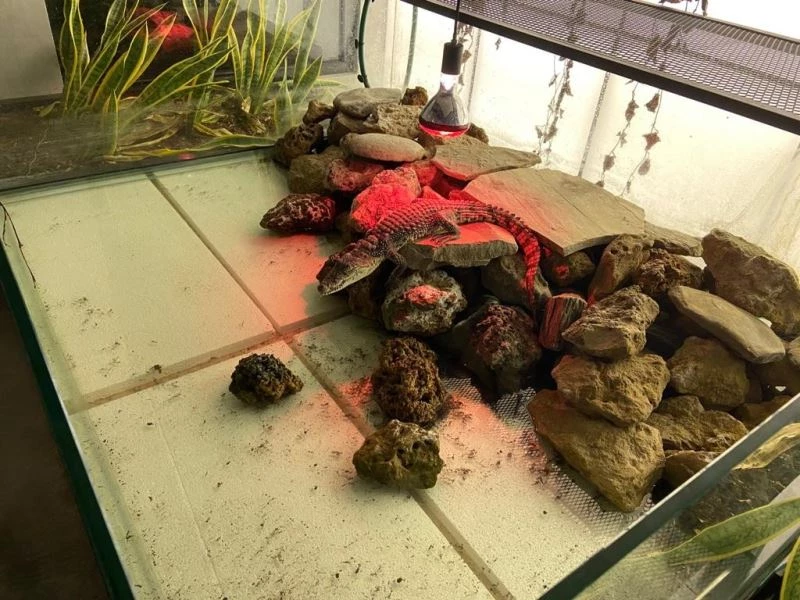 Şehrin göbeğinde beslenen timsaha el konuldu