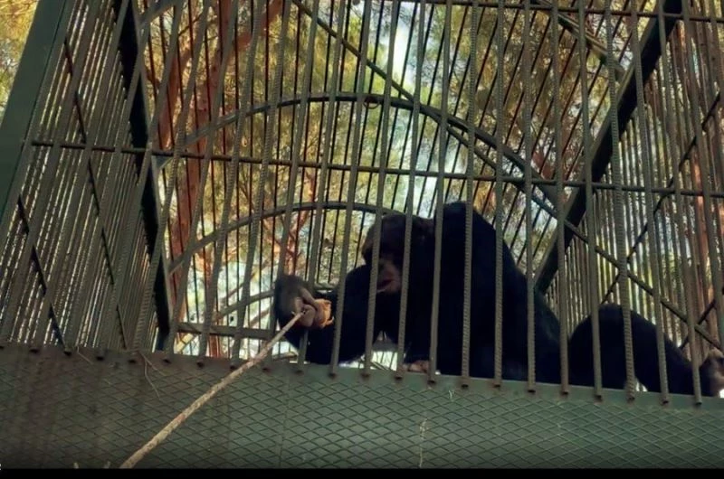 Kafesten kaçan maymun otel çalışanına saldırdı
