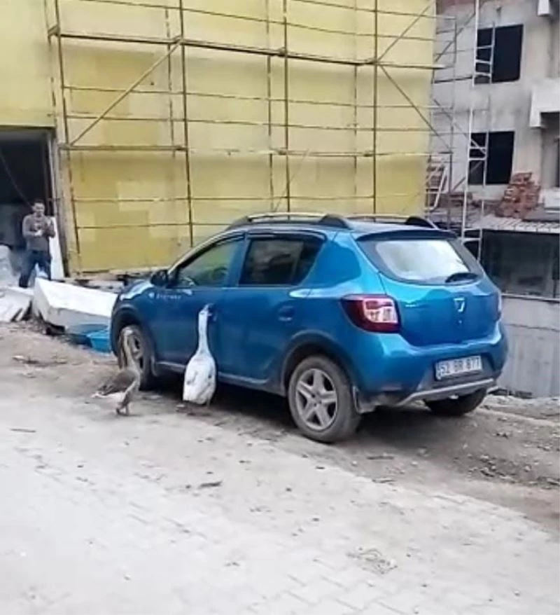 Otomobilin kapısını açmaya çalışan kazlar tebessüm ettirdi
