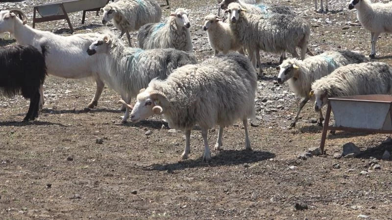 Koyun Keçi Dünyası, Gökçeada ile sahaya iniyor

