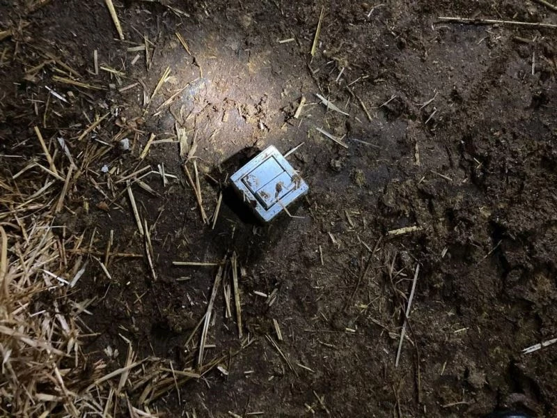 Elektrik kablosunu kemiren 7 büyükbaş hayvan telef oldu
