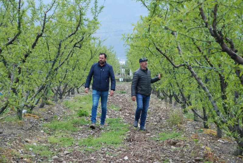 (Özel) Erkenci şeftali yetişemeyecek
