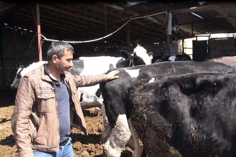 Mağdur besiciye 3 gebe inek verildi
