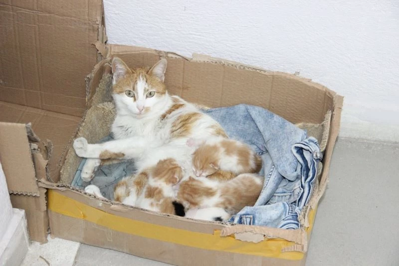 Doğum sancısı çeken kedi diş kliniğine geldi, doğumu burada yaptırıldı
