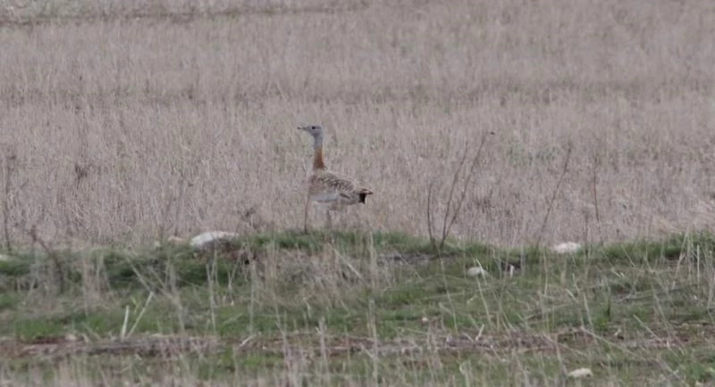 Nesli tehlike altındaki Toyu Kuşu görüntülendi
