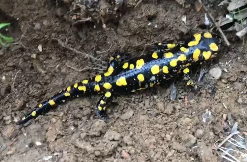 Türkiye’ye özgü endemik tür Anadolu semenderi görüntülendi
